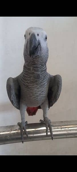 african grey self age 9months 3