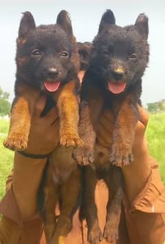 German Shepherd double coat pair 2 month for sale