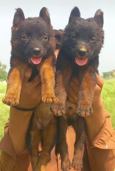 German Shepherd double coat pair 2 month for sale 0