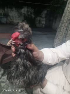 Silkie silky hens 1+2 for sale in best quality