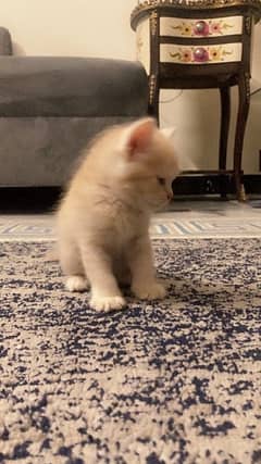 Ginger Colour Male Persian Long Coated Kitten