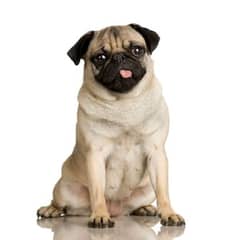 pug female