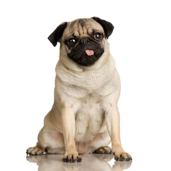 pug female 0