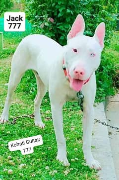 Kohati Gultair Female puppy