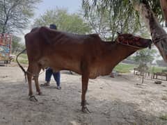 Sahiwal cow for sale