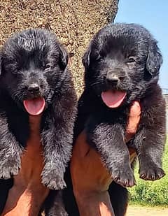 Balck Shepherd male female available for sale