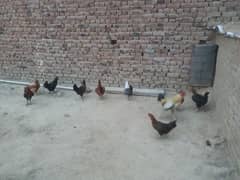 Hen Golden misri for sale