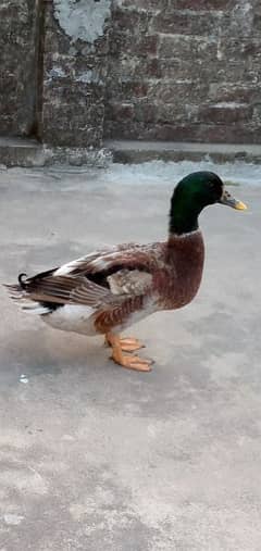 Home breed Ducks