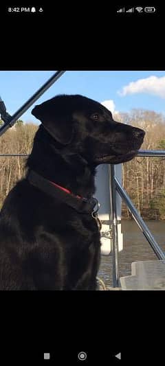 Labrador