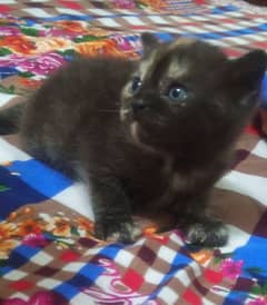 Cute Persian kitten For Sale