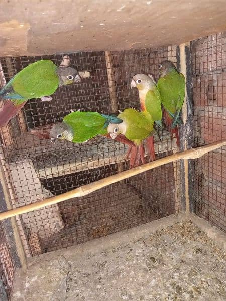 pineapple conure parrots 0