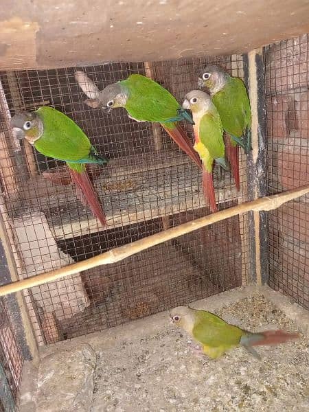 pineapple conure parrots 3