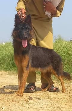 German Shepherd  Shepherd female age 7 for sale