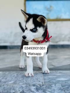 Siberian Husky puppies for sale