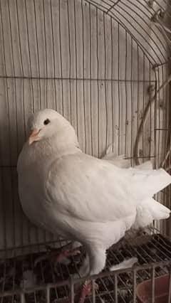 breeder jumbo size king pigeon male