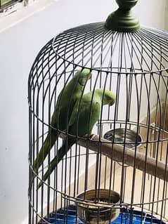 Beautiful green ringneck parrot pair with cage