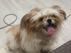 Shihtzu dog for sale