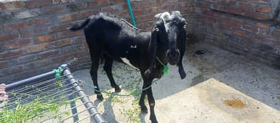 Beetal goat high quality for sale pregnant about 2 months