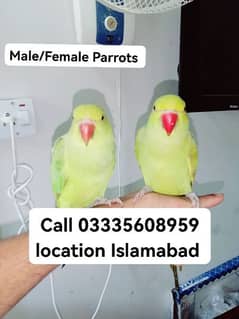 Single 4500 Hand Tamed Friendly Green Ring Neck Parrot's Male/Female