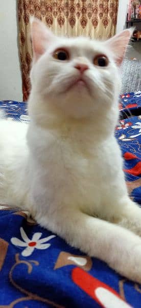 Persian cat female 3