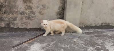 Persian female cat ready to breed