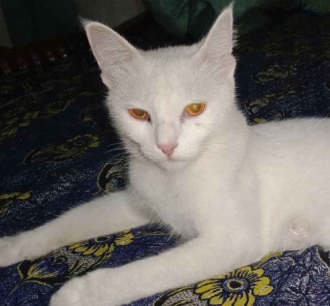 White Cat | Hazel eyes 2