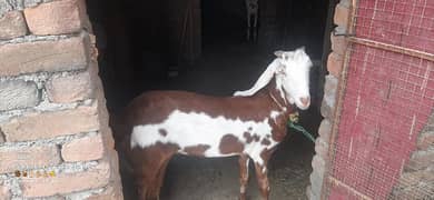 bakri for sale