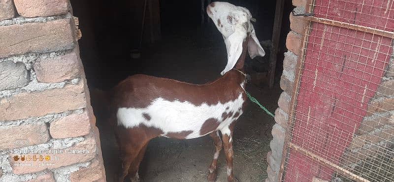 bakri for sale 4