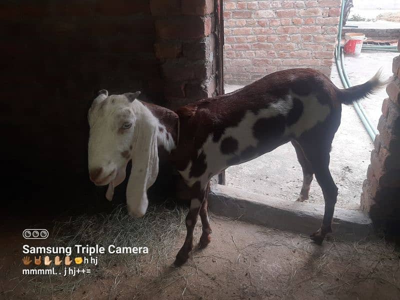 bakri for sale 5