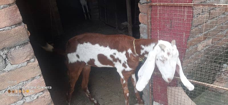 bakri for sale 7