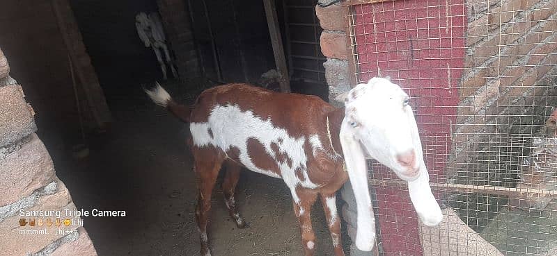 bakri for sale 10