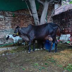 sahiwal cross cow 7 kg milk 0