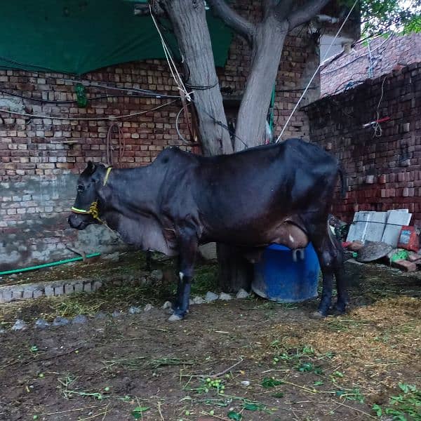 sahiwal cross cow 7 kg milk 1