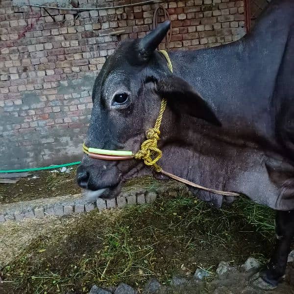 sahiwal cross cow 7 kg milk 4