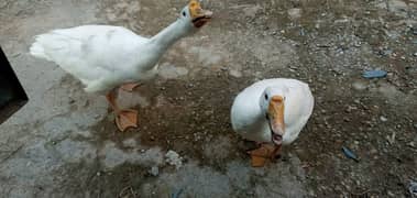 Long neck White Duck Pair For Sale!