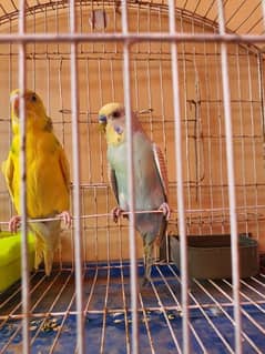 Australian parrots pair