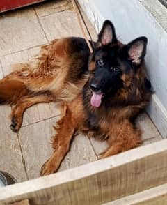 German shepherd PKC Pink Pedigree Show Class Female Long Coat 19months