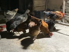 Golden Misri hens A+ breed