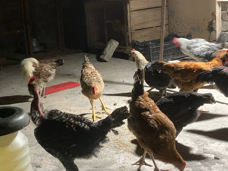 Golden Misri hens A+ breed 4