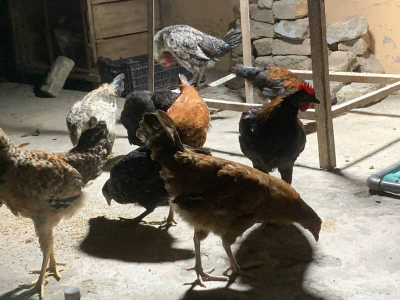 Golden Misri hens A+ breed 7