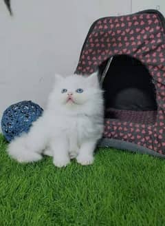 Triple Coated Pure Persian punch or semi punch face kitten for sale