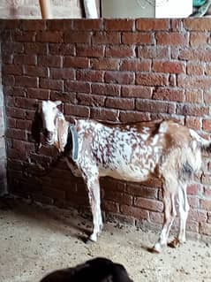 1-2 female goats for sale