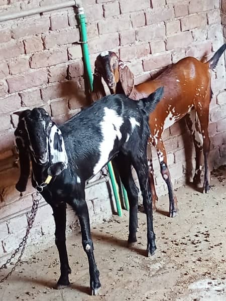 1-2 female goats for sale 2