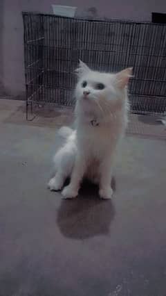 parshian cat male trpal cotd