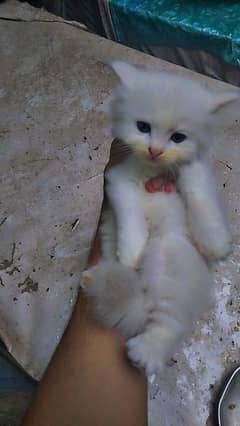 persian male kitten available