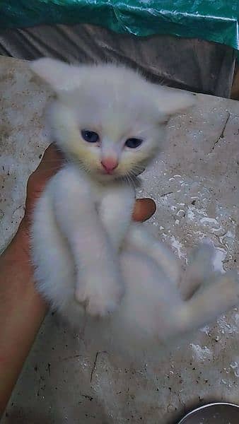 persian male kitten available 1