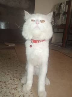 Persian male Cat for sale 0