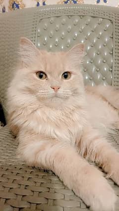 Persian cat sale triple coat need caring family