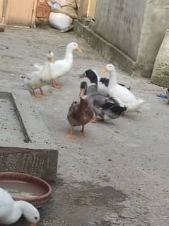 duck