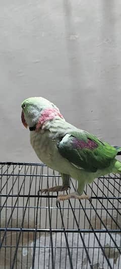 Talking Raw Parrot